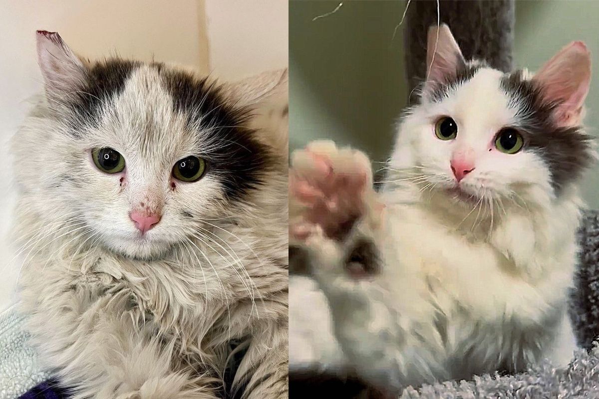 Kitten Arrived Scruffy Avoiding Everyone, Blooms into a Heart Melter Living Best Life