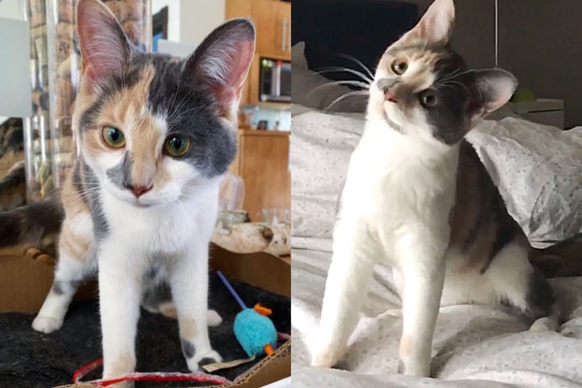 Deaf Kitten Who Has a Wobbly Walk, Goes Everywhere She Wants Like a Champ
