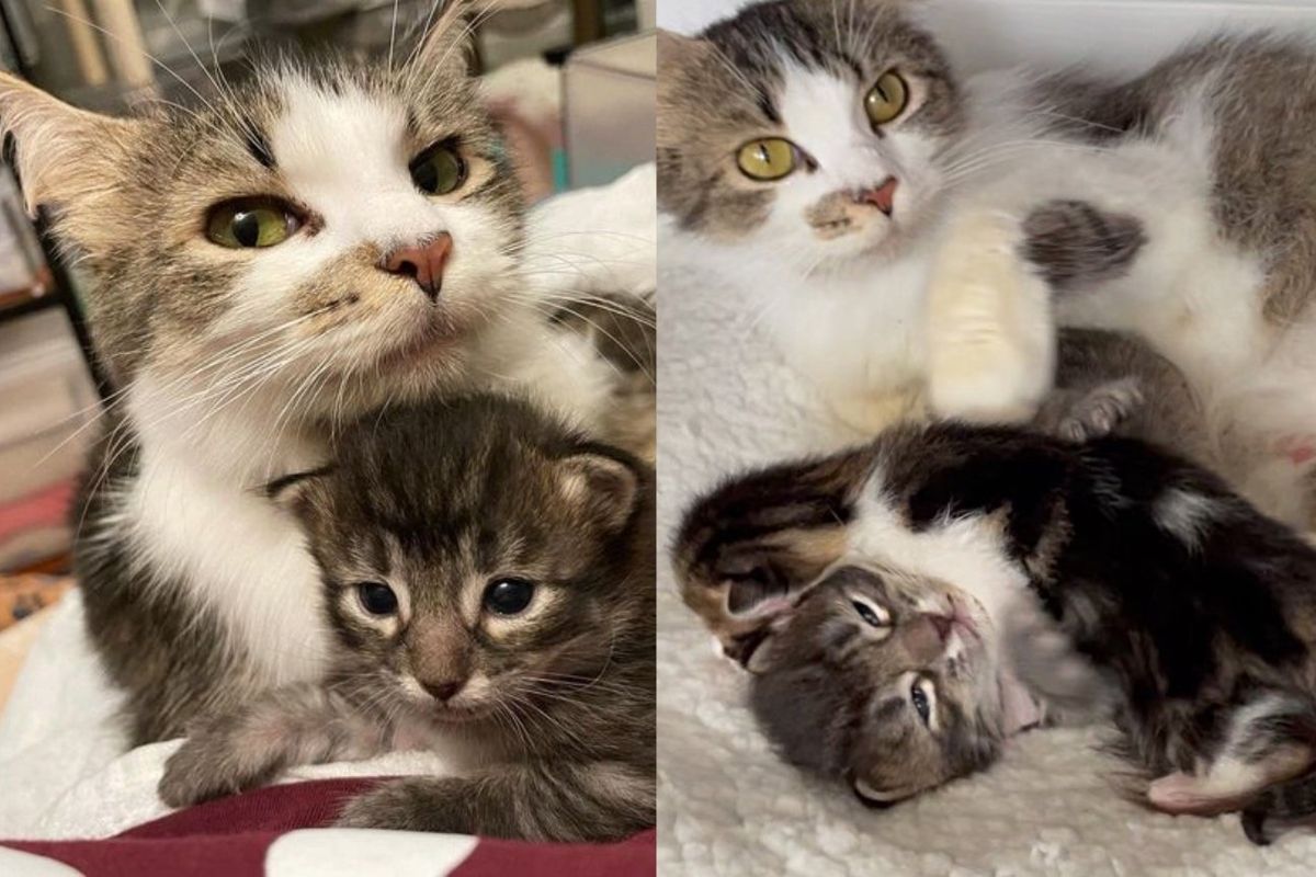 Cat Raises Her Miracle Kitten into Majestic Cat and Helps Another Kitten Needing Comfort