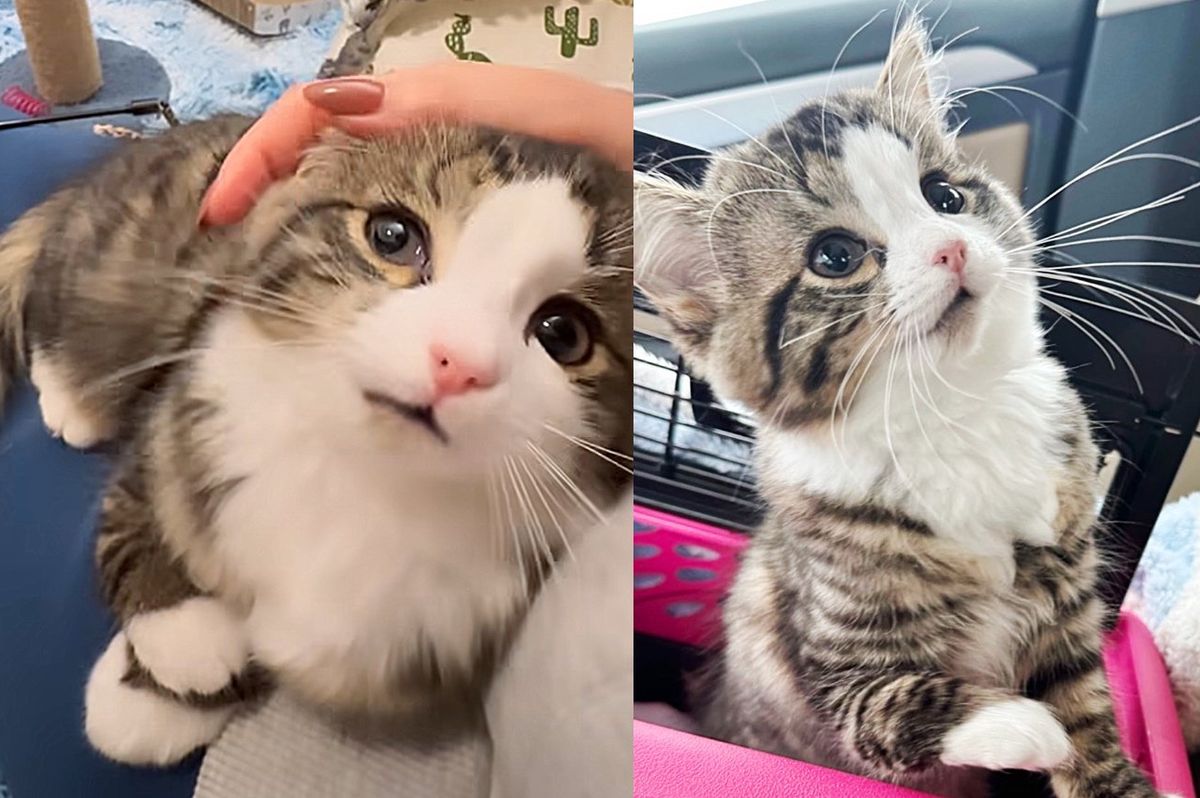 Milly the Kitten with Quirky Paw and Whole Lot of Energy Finds Kind Folks to Help Her Thrive