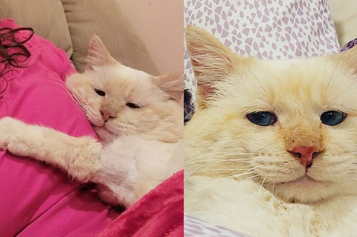 Cat Shies Away from Everyone but Starts to Change When He Finds Someone to Trust One Day