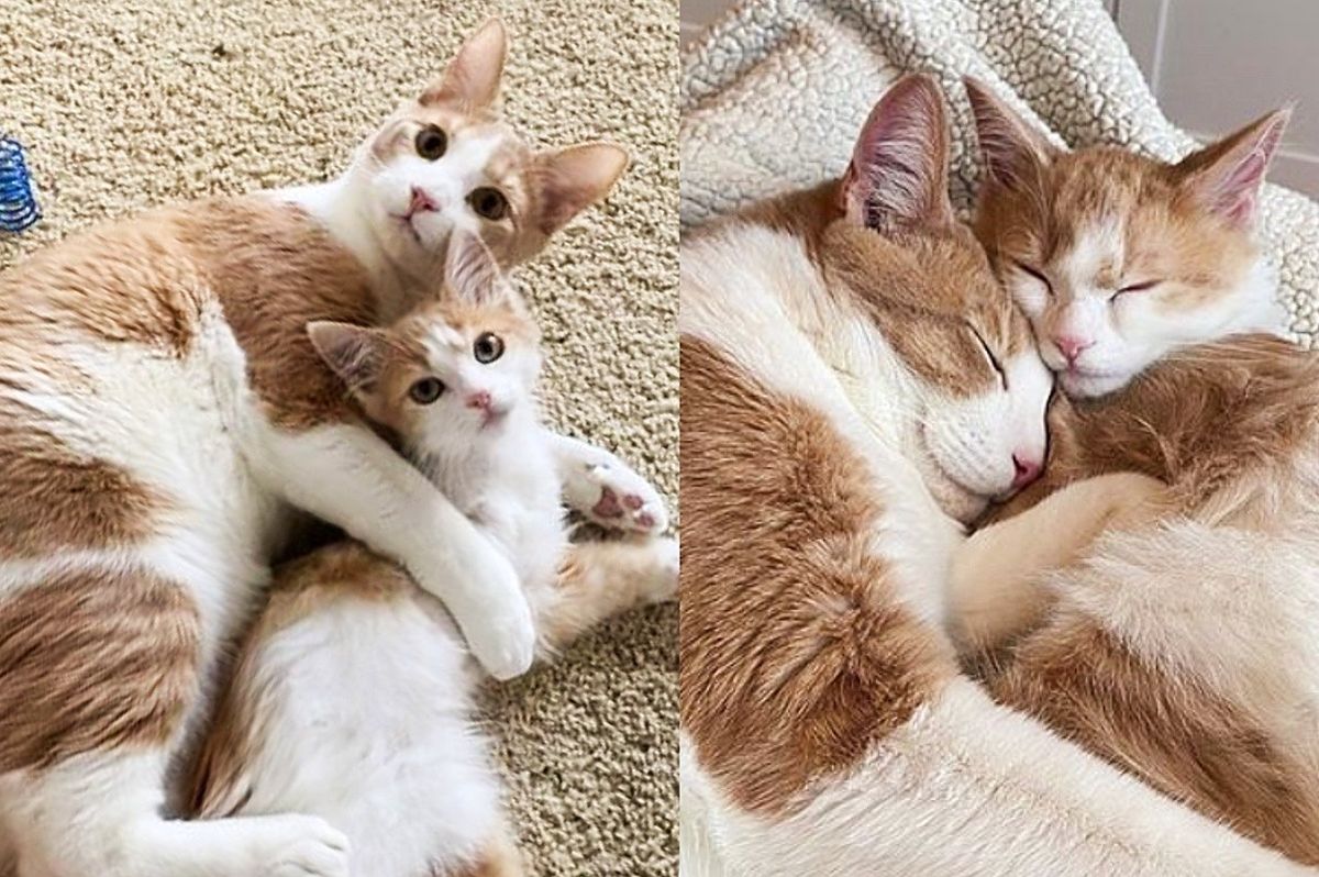Kitten Was Outside House Seeking Help, Ended Up with a Cat Teaching Him Everything