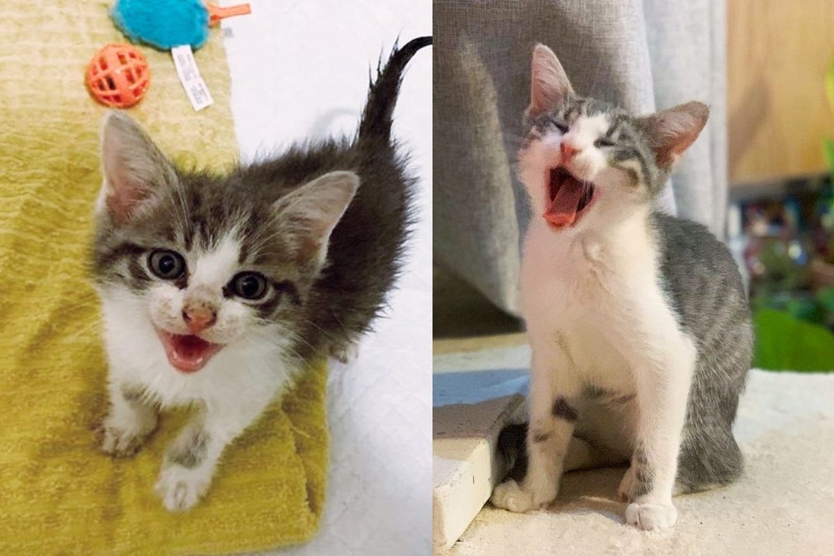 Kitten Has a lot to Say, Not Only Finds Someone to Help Him But Also a Cat to Spend His Life with