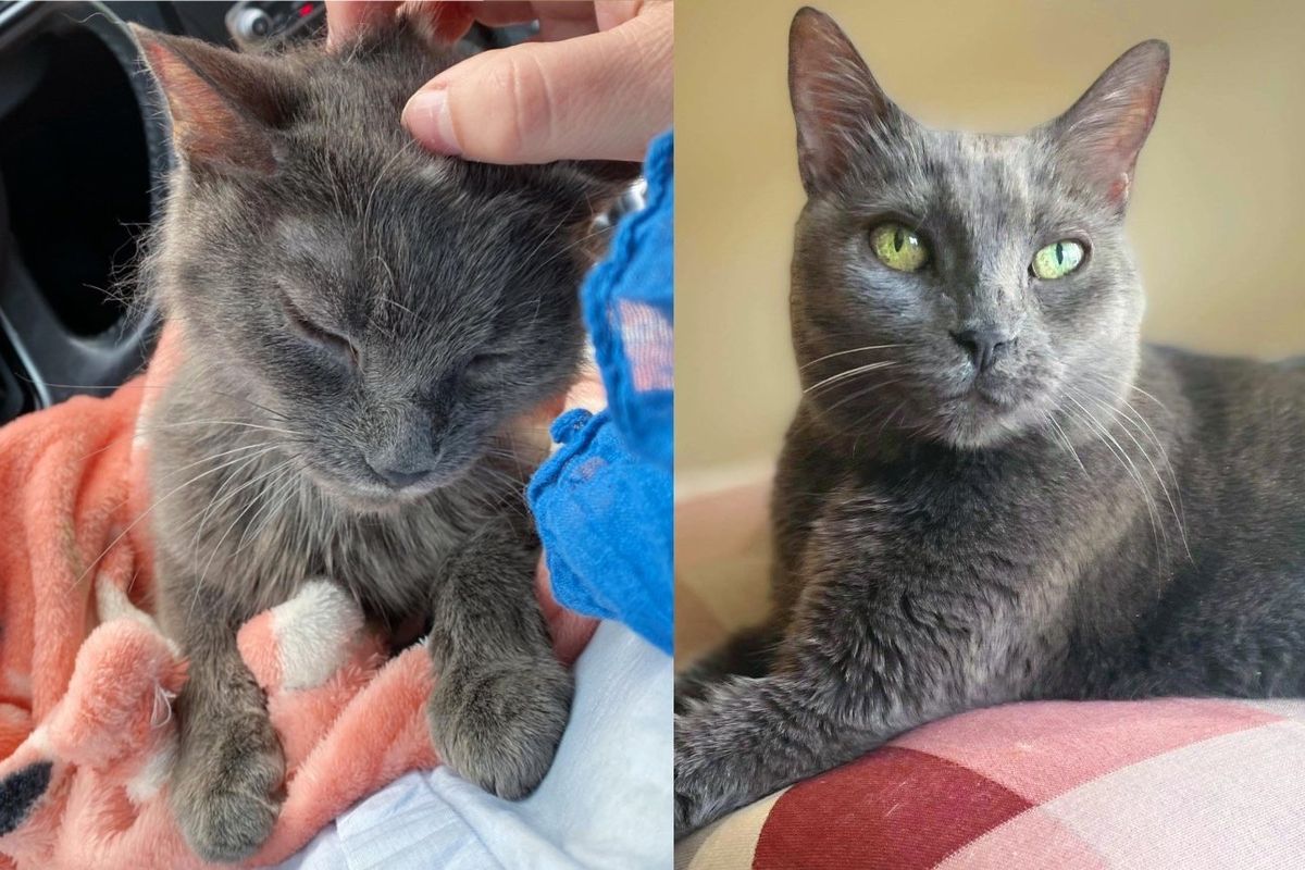 10 Year Old Cat Wandering in the Snow, Thankful to Be in a Warm Home, Her Life Quickly Changes