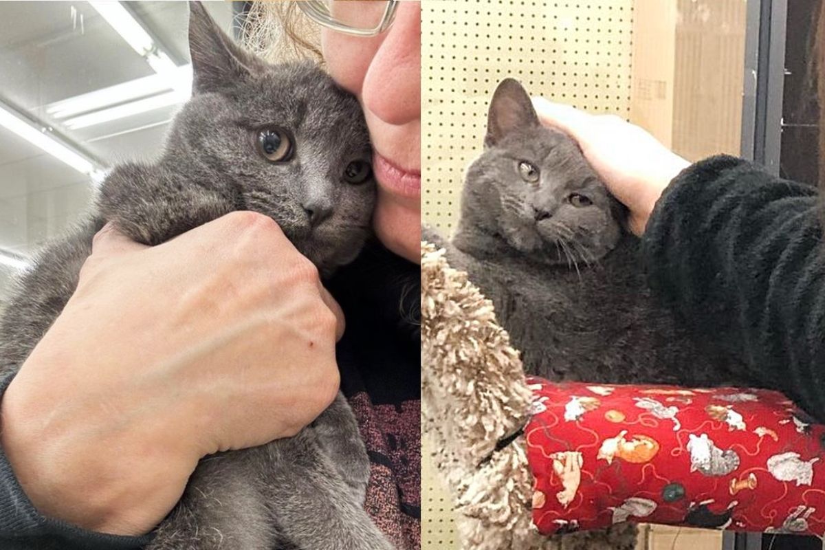 Kitten Trying to Hide for Dear Life Leans into Her People and Starts Purring, It Changes Everything