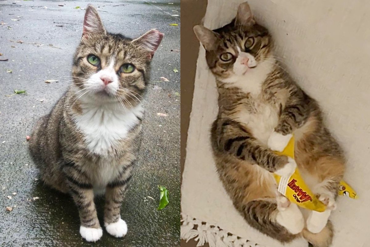 Cat Gives Indoor Life a Try After Living Outside Most of His Life, Turns Out It's the Best Thing Ever