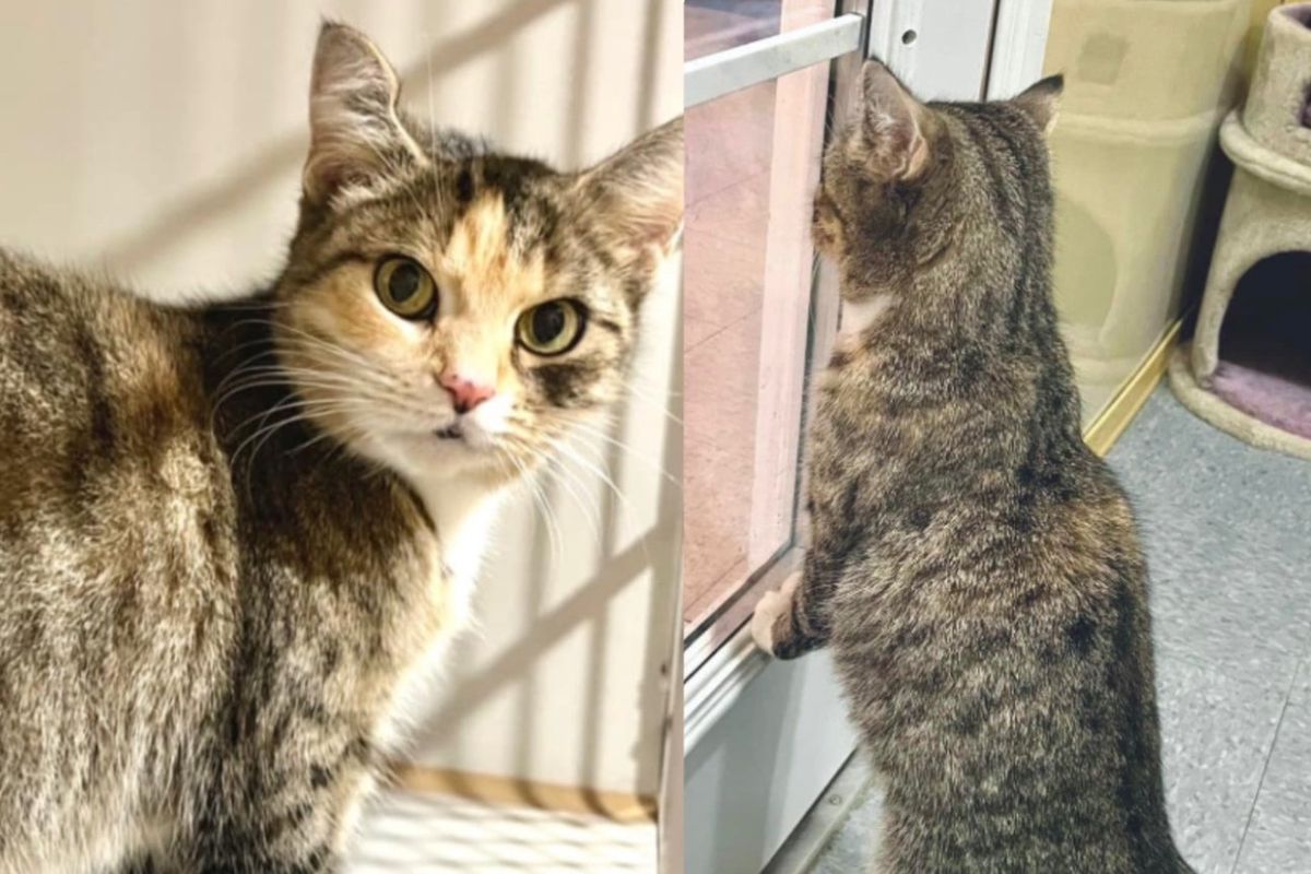 Cat Known for 'Cattitude' Stands by the Door in Shelter Every Day Until She Lands Dream Home