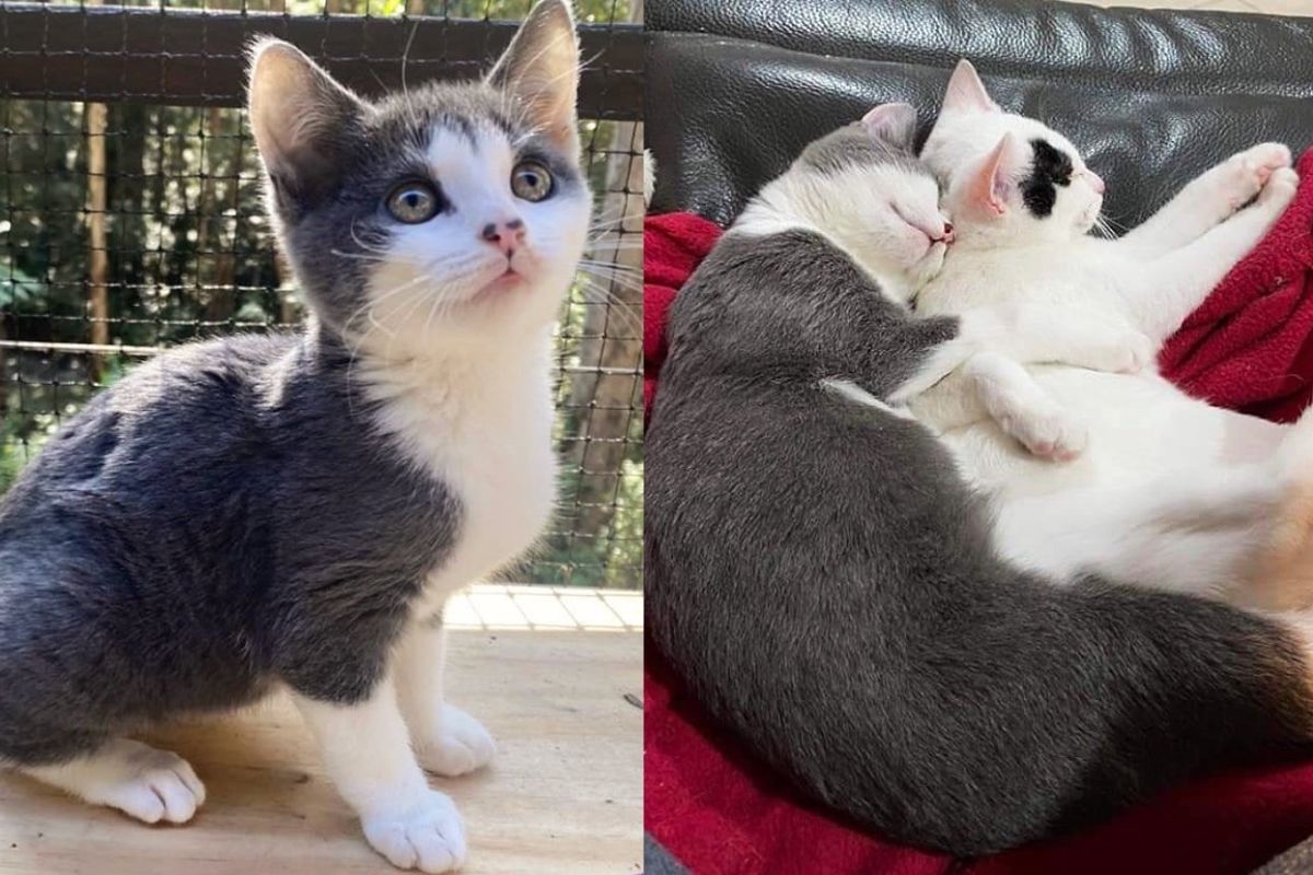 Family Meets a Kitten at Rescue and Discovers How Close She is with Another Kitten, They Can't Separate Them