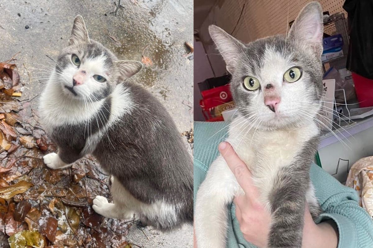 Cat Lingers Around Someone's House Trying to Get in So He Can Leave the Outdoors for Good