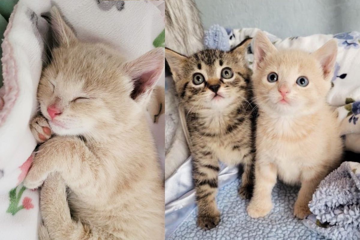 Kitten Keeps Sniffing and Snuggling New Kitty Who was Found Alone Outside, as if She Knows Just What He Needs