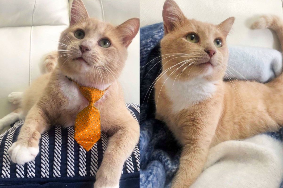 Cat is So Happy to Be Indoors His Face Lights Up and He Greets Everyone Around Him