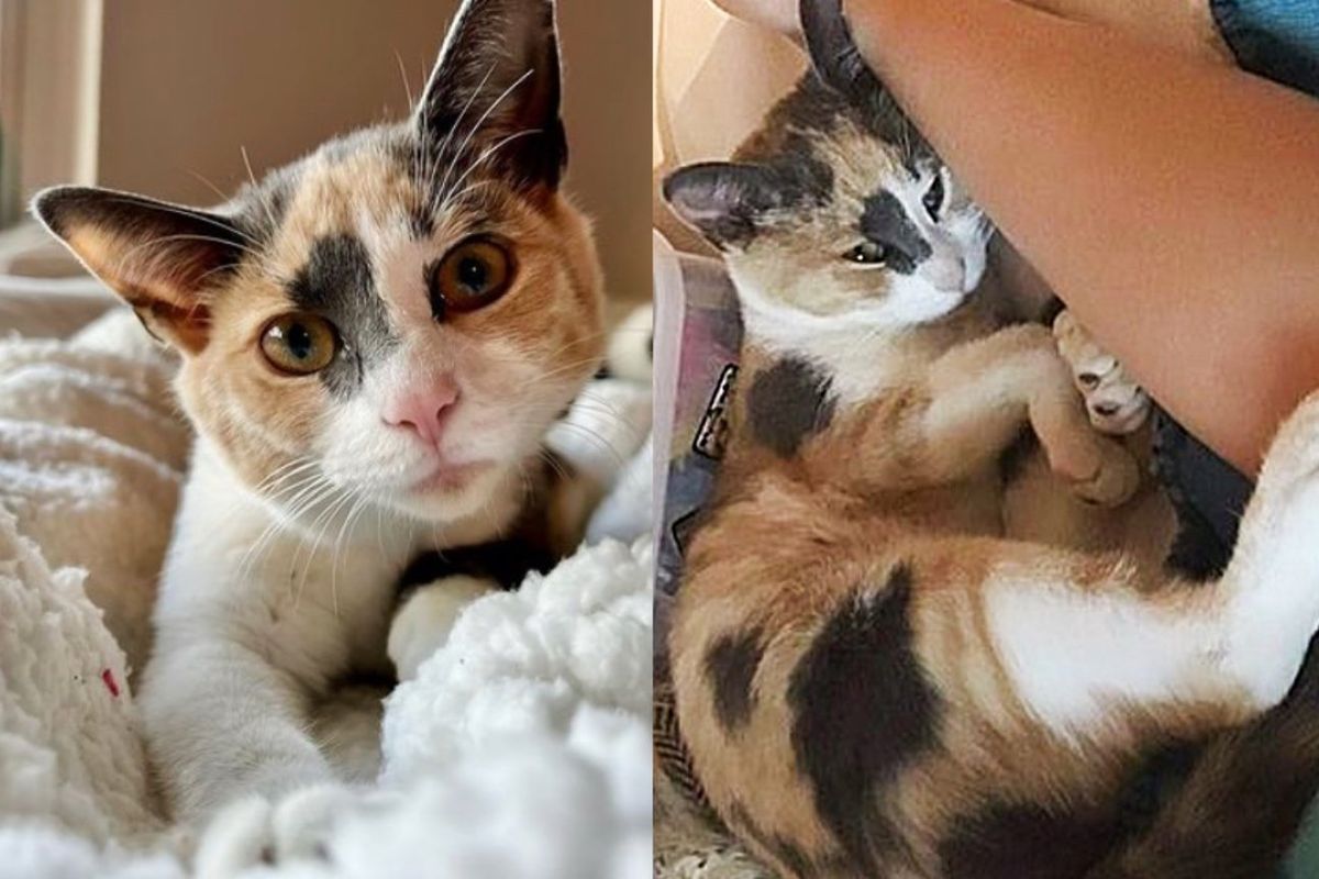 Cat Went from Hiding Under Tool Box Away from Other Street Cats to Being in People's Arms in 2 Days