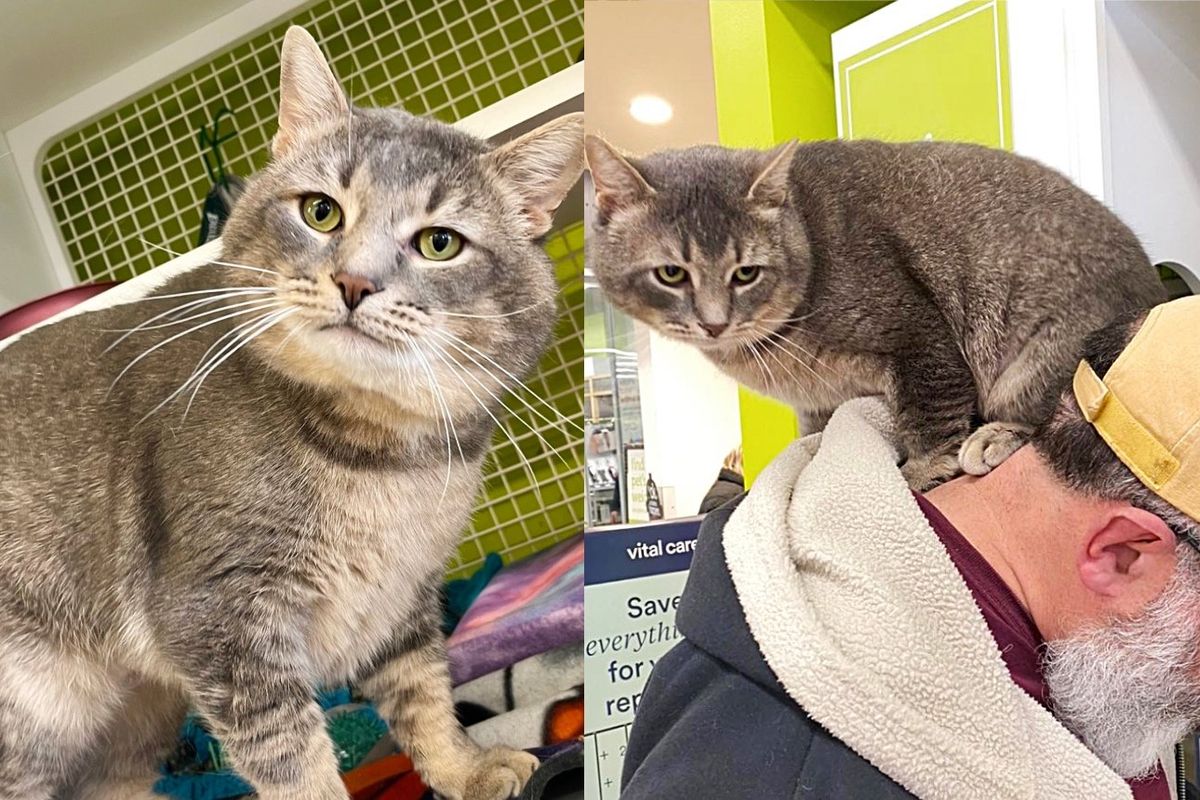 Cat Makes Guy His Forever Human by Standing on Him After Waiting Nearly Half a Year for a Home