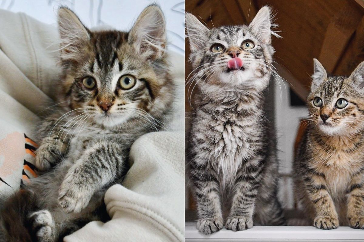 Shy Kitten Slowly Builds Trust with the Help of a Very Eager Kitten Who is Obsessed with Her