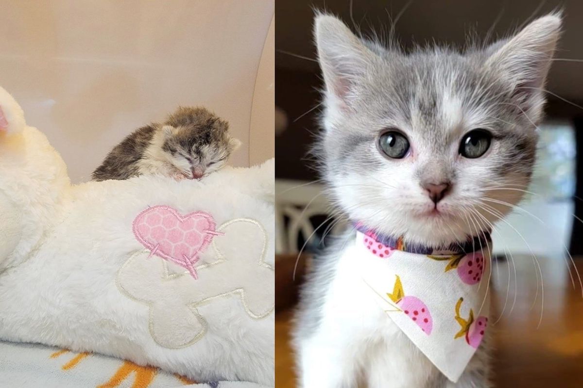 People Stunned by How 'Tough' Kitten Was at a Few Days Old, Now She Never Stops Living Large