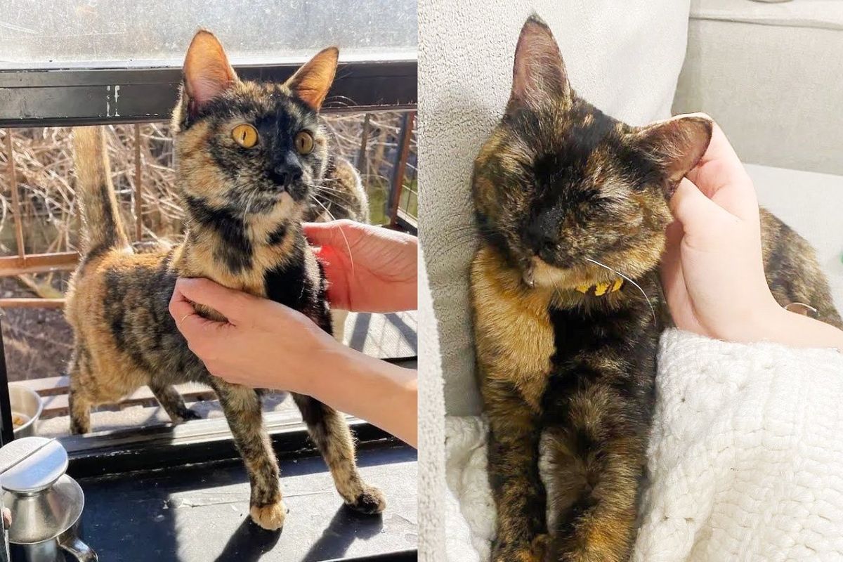 Stray Cat Climbs a Fire Escape to Get into Someone's Home So Her Life Can Change