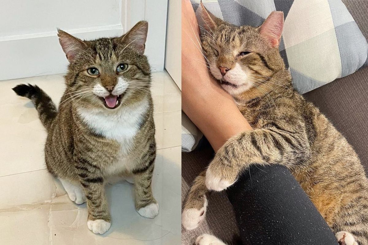 Cat Who Acted Feral for Most of His Life, Changes Completely One Day When He's No Longer Outside