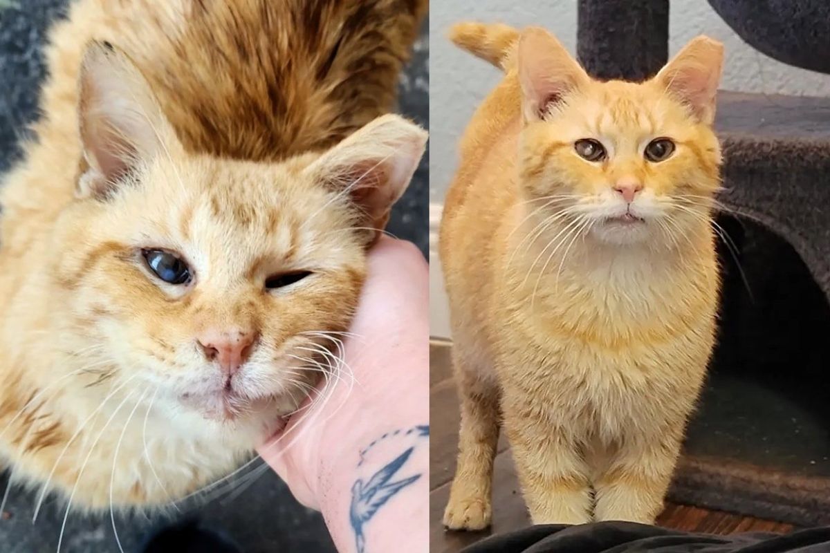 Cat Wants Indoor Life One Day After He Has Lived Most of His Years Outside, Trying to Make Up for Lost Time
