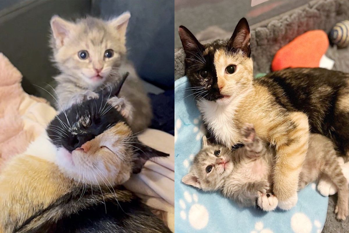 Cat Eagerly Wants to Be with New Kitten Who was Scooped Up from a Car Lot, They are the Cutest Thing