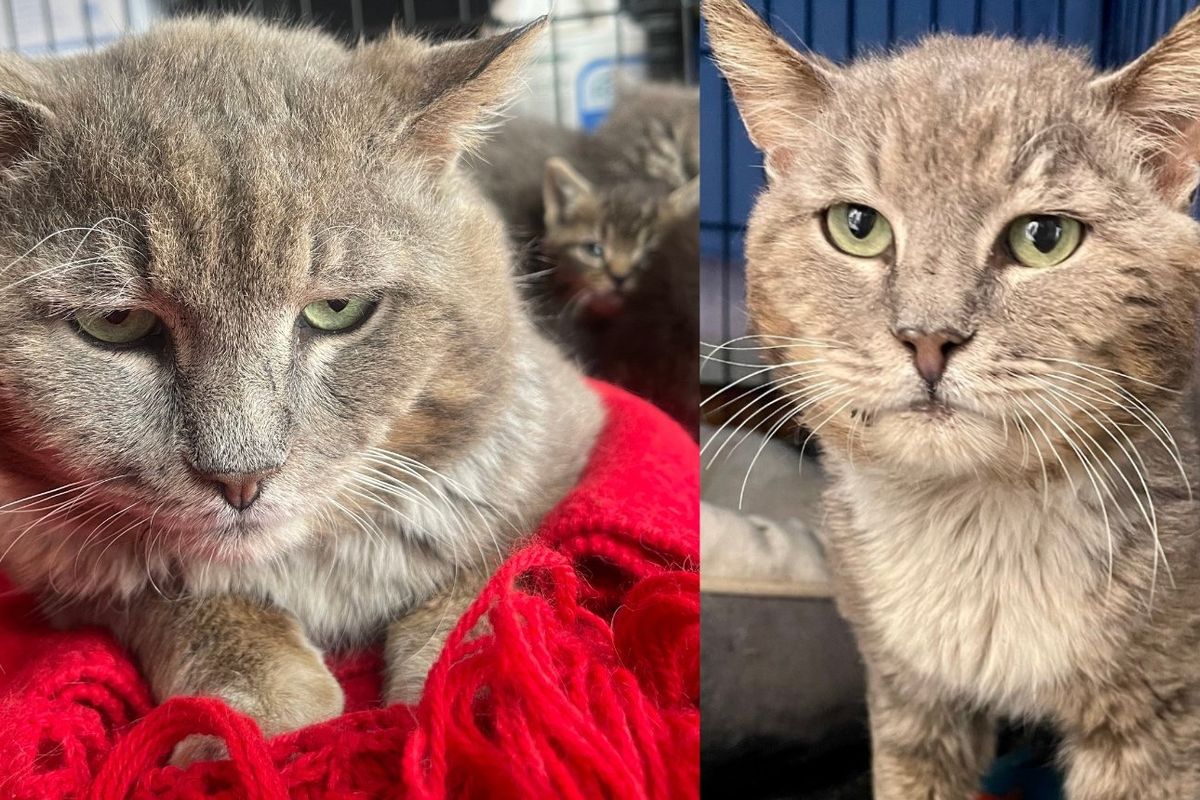 Building Manager Finds Kittens with a Cat 'Mother' Who Turns Out to Be a Mister Instead