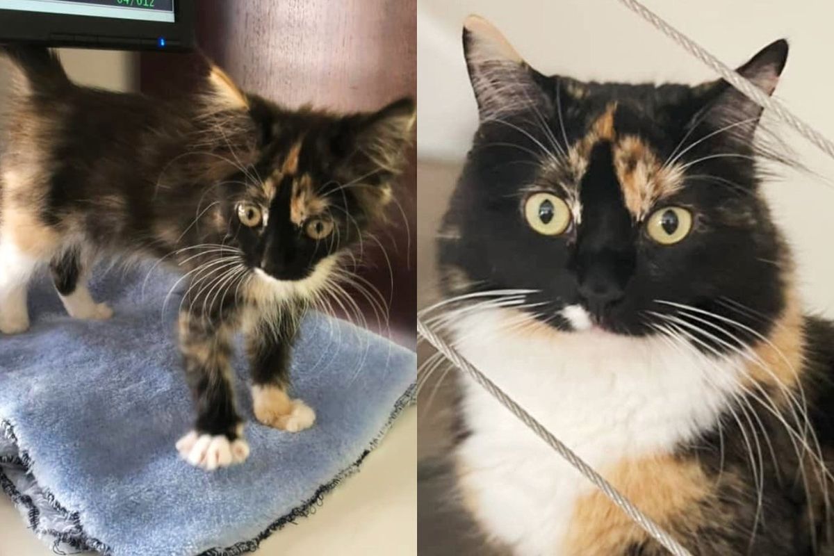 Kitten Isn't Growing Until Kind Person Takes Her on, Turns Out She Fits Right into Their Home