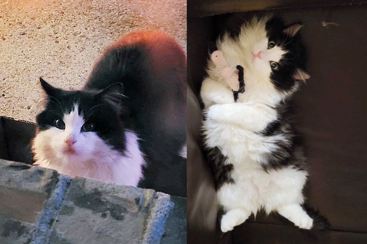 Cat Shows Up Outside Guy's House for Food and Comes Back a Month Later Asking for Help