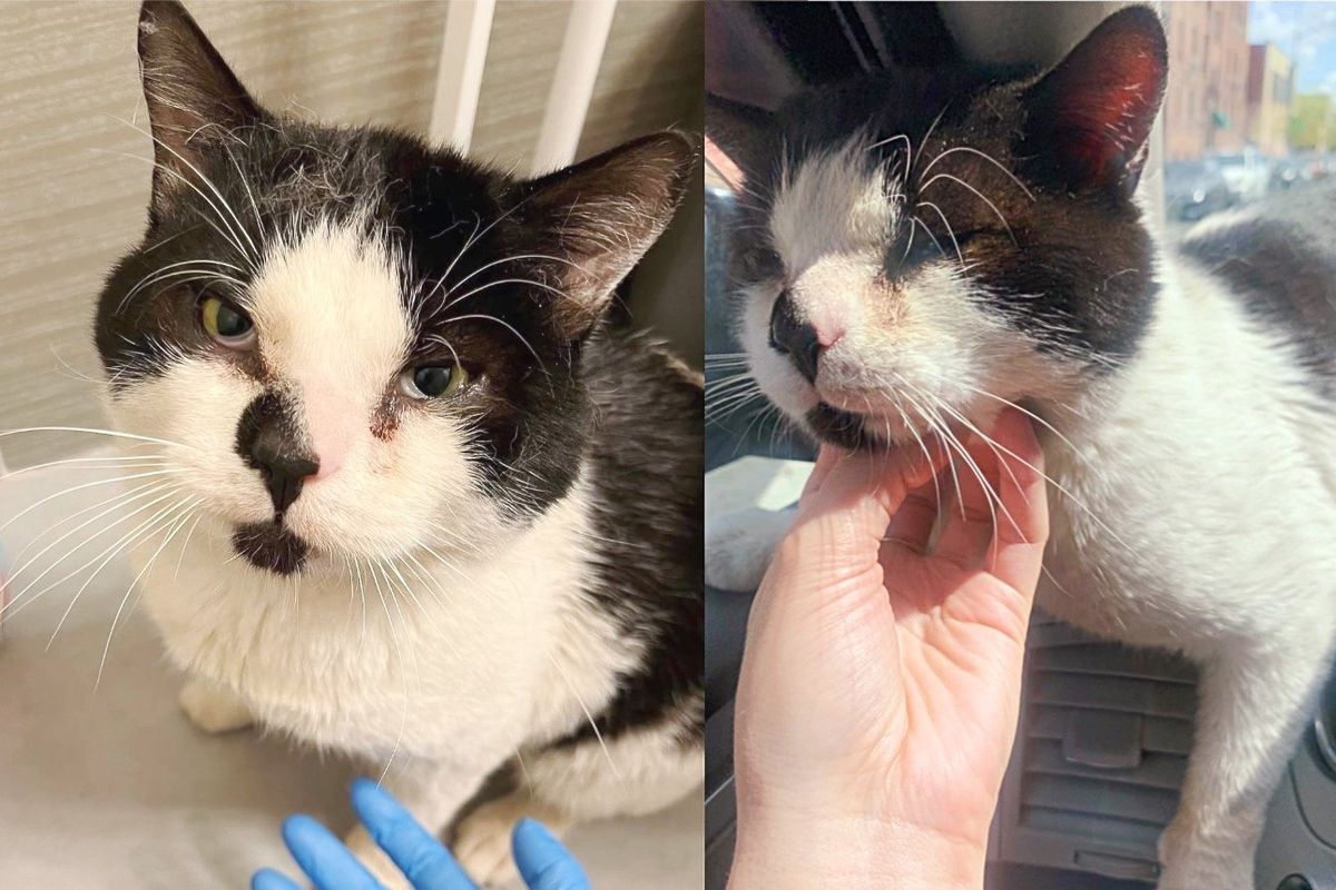 Cat Waits on the Road and Jumps in an Uber When the Door Opens, Ready to Be Taken off Streets