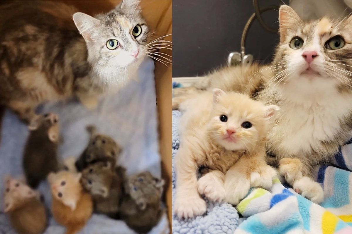 Kind People Rush to Help Cat and Her 6 Kittens, Stunned to Find They are All Polydactyl