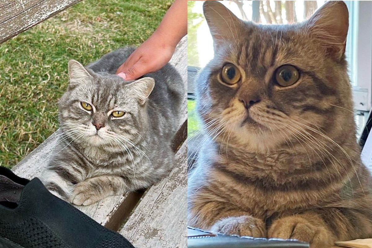 Cat Waits on Bench Hoping Someone Will Stop for Him, Now Weeks Later He's Living the Life He's Always Wanted