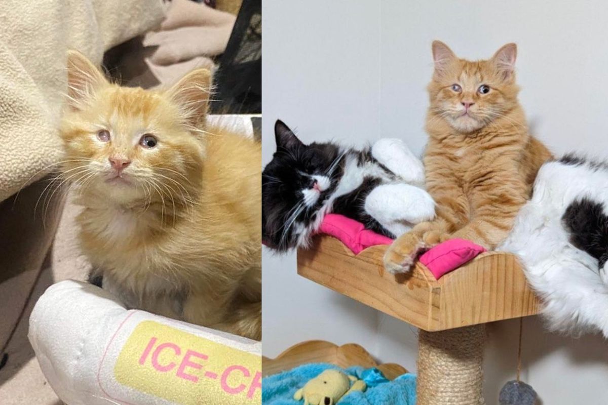 Blind Kitten Found as a Stray Starts Hugging Every Cat He Meets, 5 Months Later His Wish Comes True