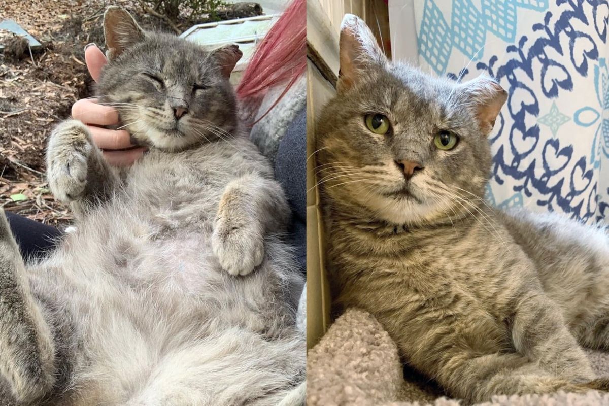 Cat Comes Up to Kind Person Outside Her Work and Curls Up in Her Arms, Wanting to Be Taken in