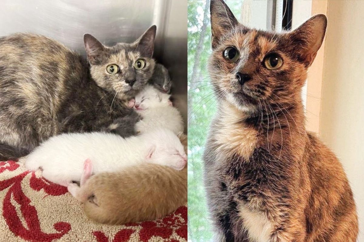 Cat Huddles in a Corner with Kittens at Shelter Until Someone Opens Their Home and Changes Their Lives