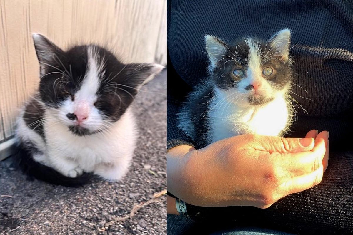 Kitten Found Outside Sleeping in a Corner Waiting for Help, Now He Has Endless Attention from Cats and People