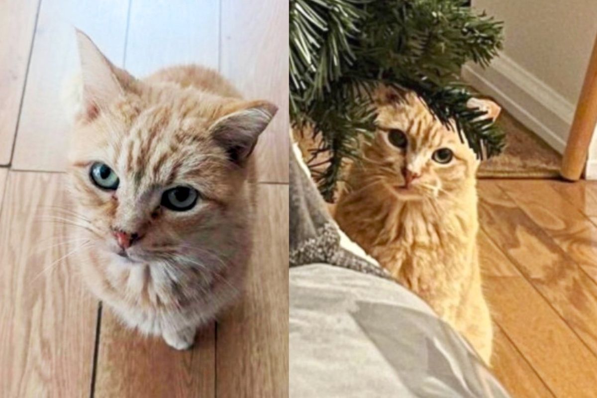 Parking Lot Cat Transforms into People 'Supervisor' When Someone Takes a Chance on Him