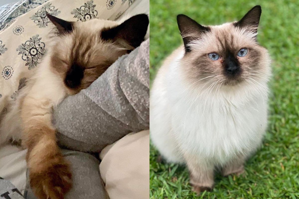 Cat Who was Rescued from a Pound at 12, Wraps Her Arms Around Her Person and Shows Her Endless 'Thanks'