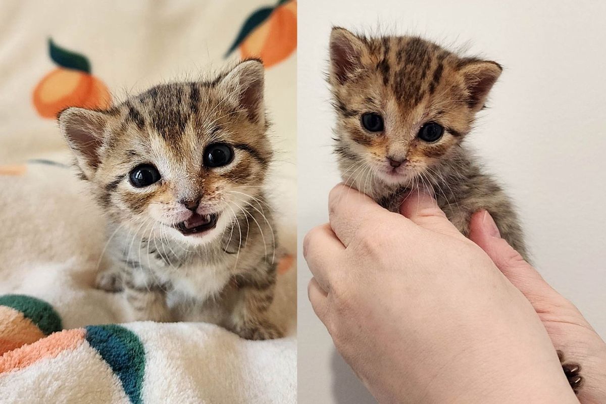 Kitten Spotted on a Lawn Thanks to Her Big Voice and Unwillingness to Give Up, Her Life is Forever Changed