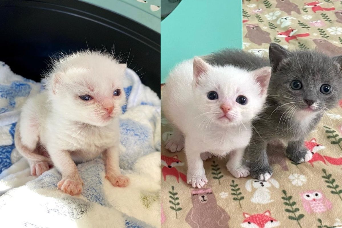 Kitten So Tiny that No One Knows If He'll Make it But He Stuns Everyone with His Strength