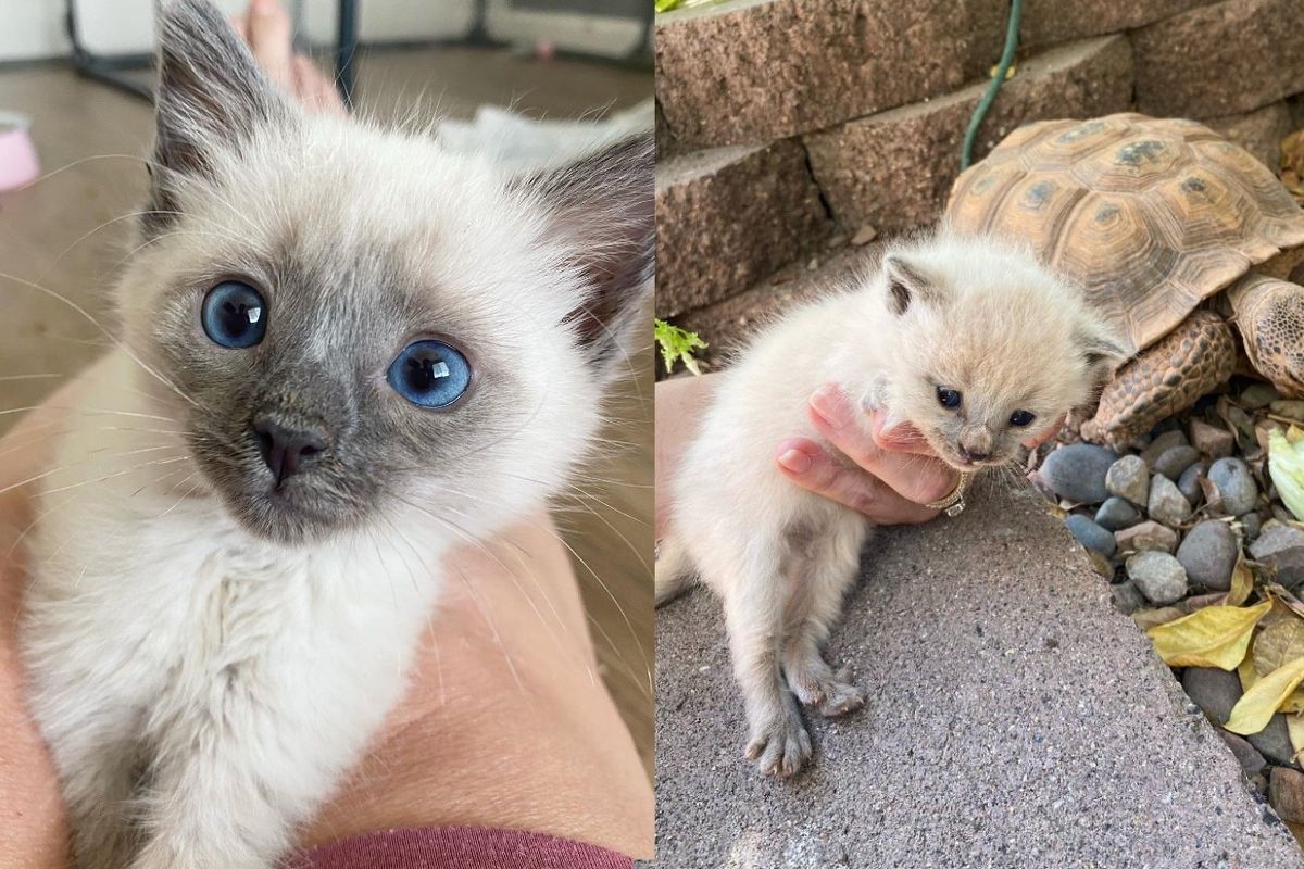 Couple Finds a Kitten in Their Yard and Their Tortoise Comes Out of His Burrow with a Second One