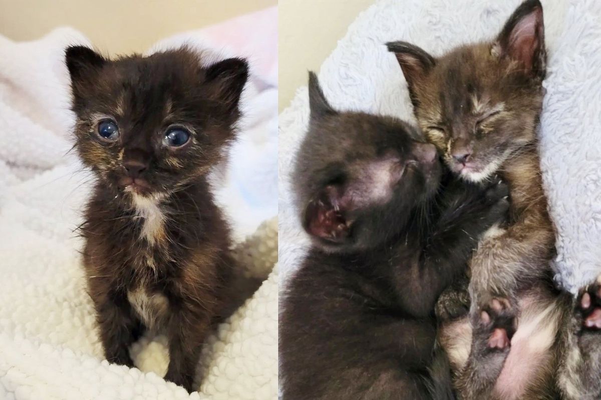 Kitten Weathers the Outdoors Until She's Found, Now She Has Another Kitten Who Won't Let Her Go