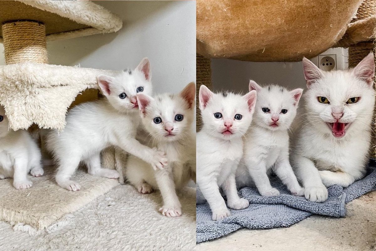 Community Cat Living in a Garden Decides to Give Indoor Life a Try, Soon After She Has Kittens Under Cat Tree