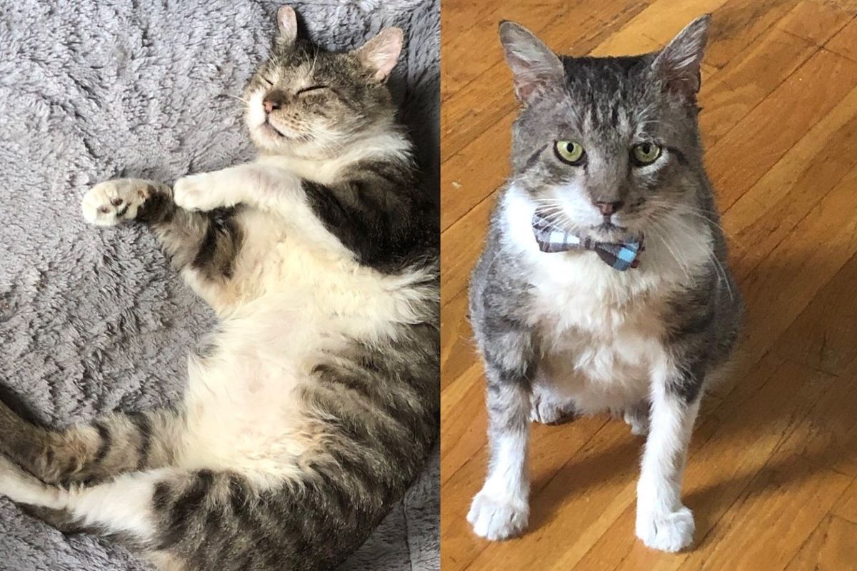 Guy Who Claimed Not a Cat Person, Starts Helping a Cat from the Streets and Changes His Mind