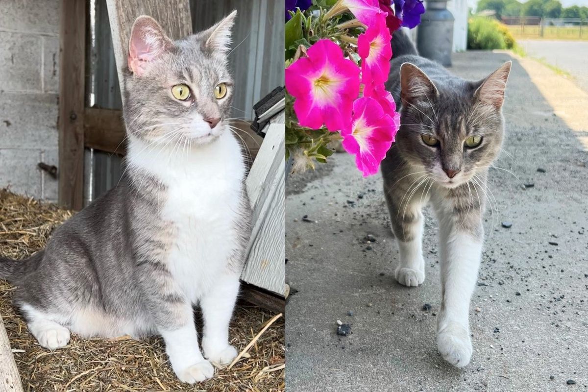 Cat was Returned Multiple Times and Became Stray, Rescuers Look into Her History, Find Perfect Place for Her