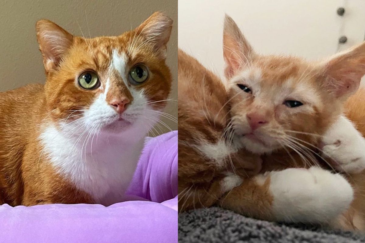 Cat Shines When He's No Longer Outside, and Starts Doting on Kittens, One of Them is Obsessed with Him