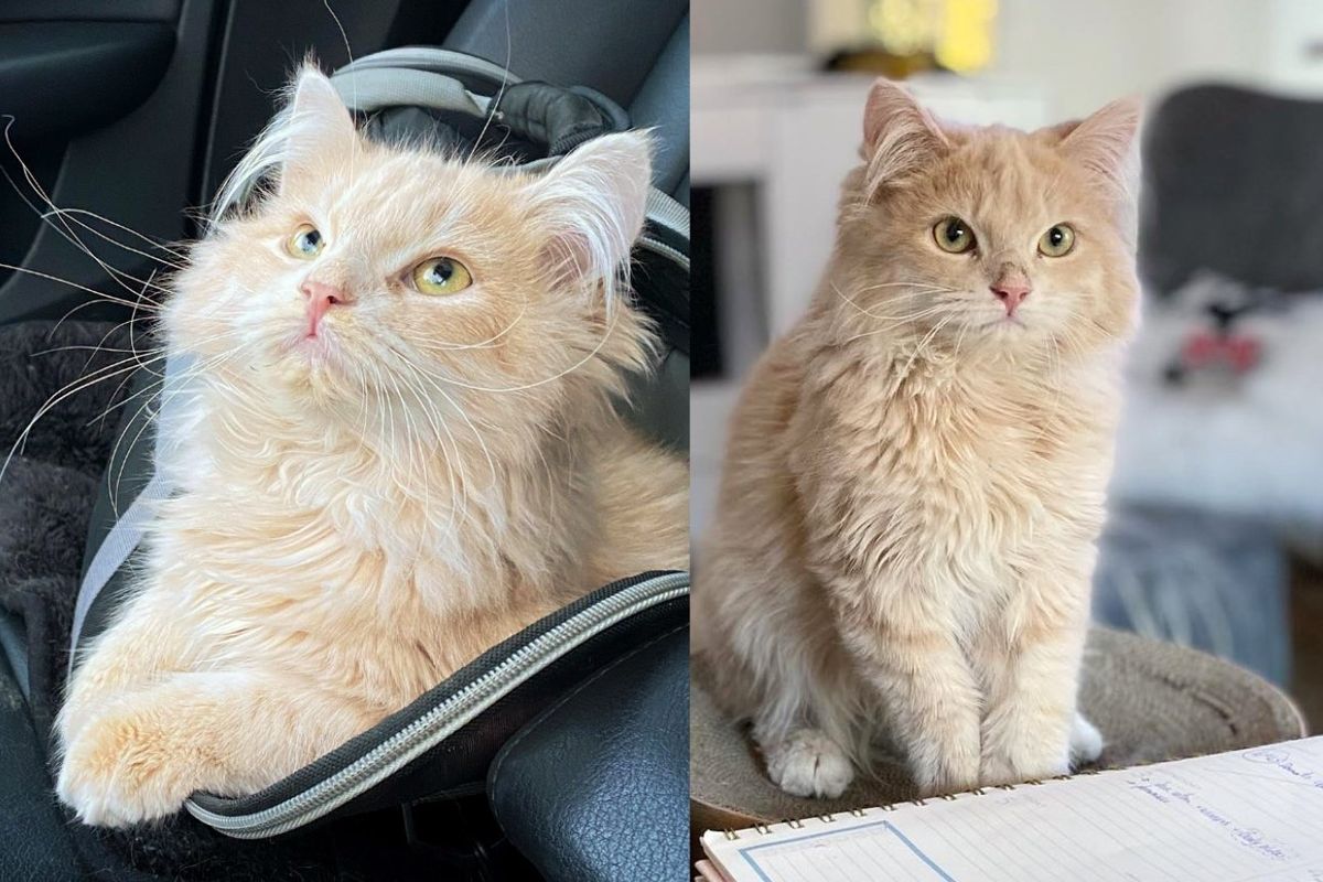 Kitten Can't Jump but Does His Best Strut Every Day After Someone Took a Chance on Him