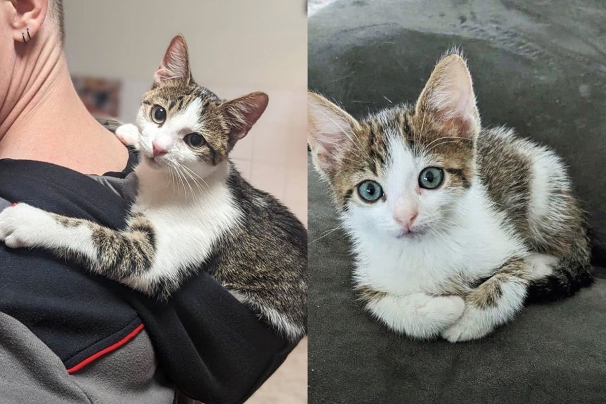 Kitten is Over the Moon to Be Inside, He Gives Everyone He Meets Some 'Ernie Time' and Tries to Win Them Over