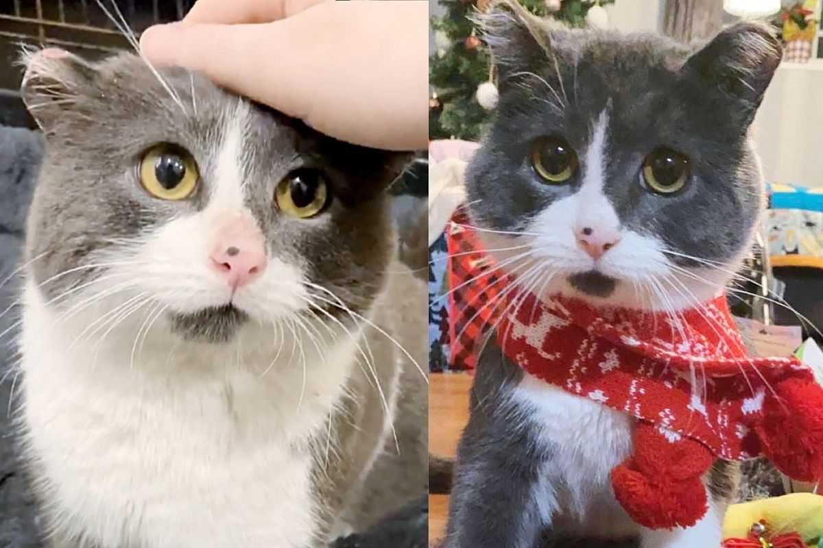 Stray Cat Turns into Biggest Snuggle Bug and Follows His Person Everywhere - 'He's My Prince Charming'