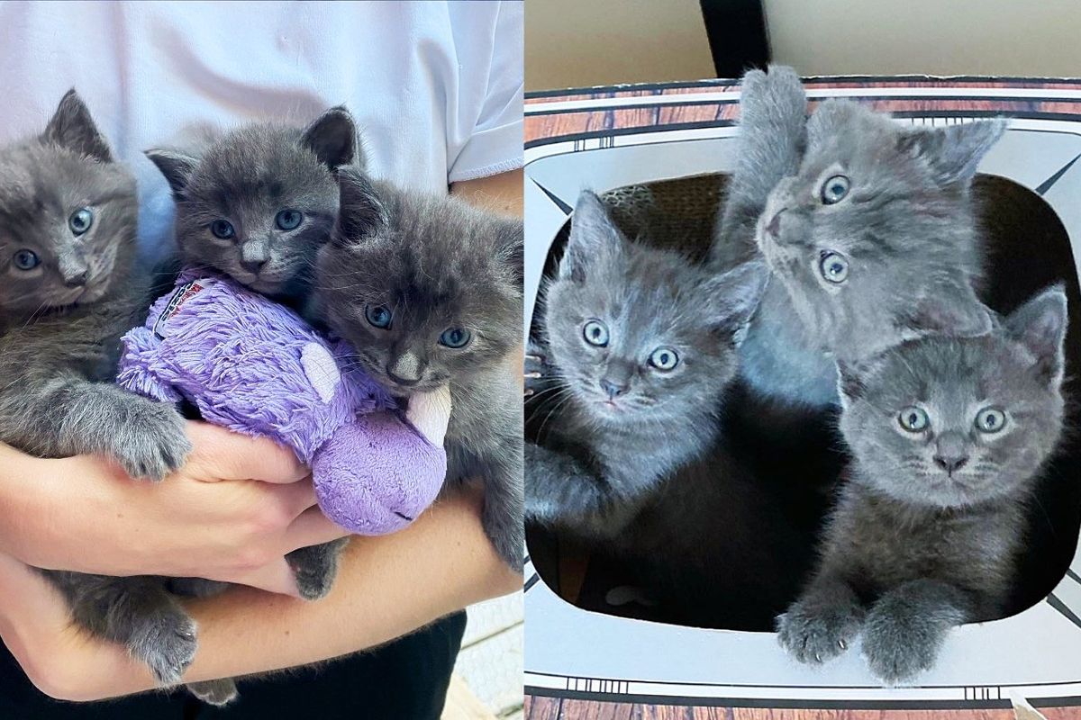 Cat Walks into Crate Ready to Move Indoors So Her Three Kittens Can Have What She Can't Provide