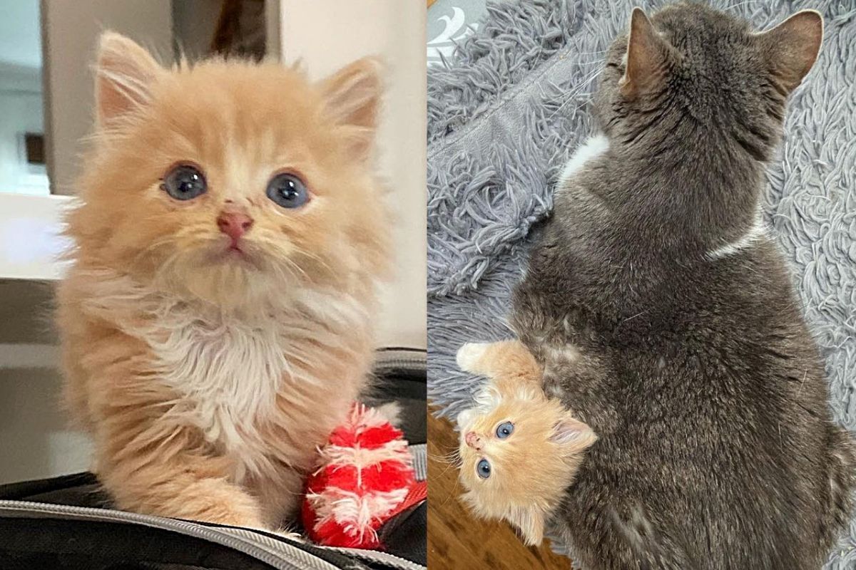 Kitten Spotted on the Side of the Road Now Has a Cat Buddy to Lean on All the Time Thanks to Many Volunteers