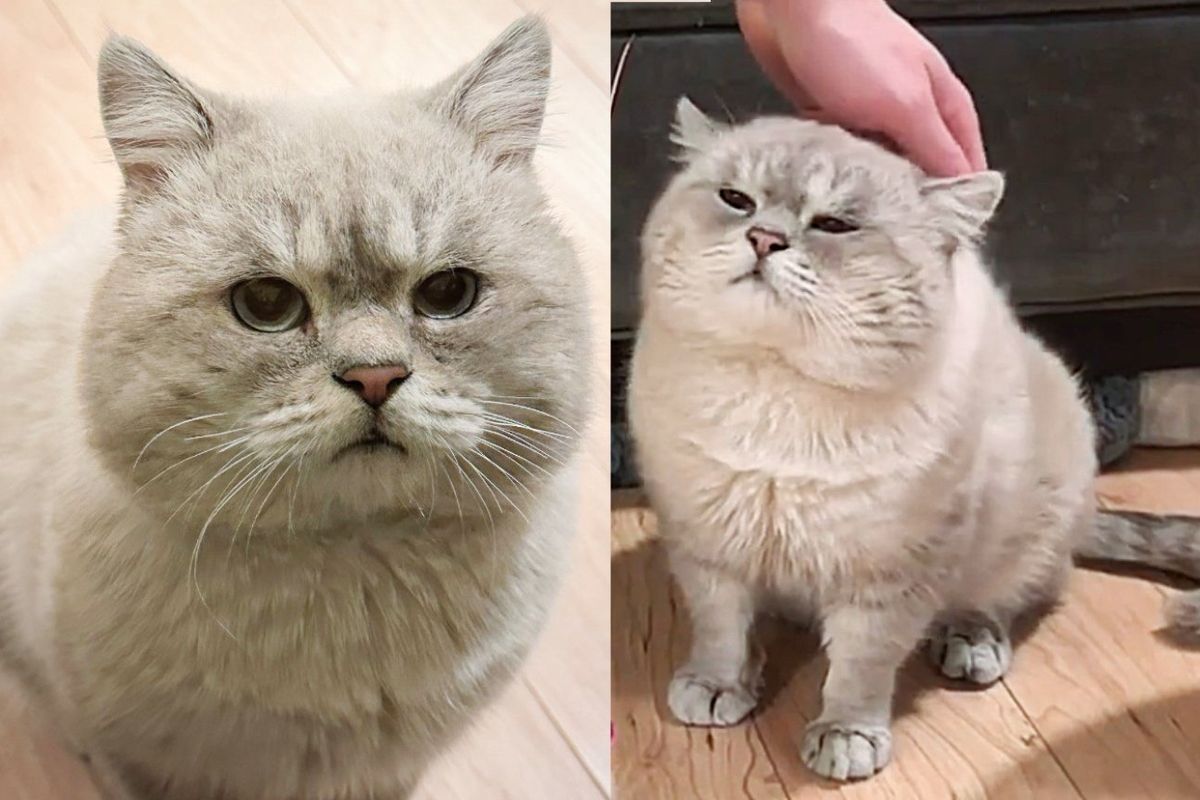 Cat Roaming Aimlessly Outside Comes Across People Who Won't Give Up on Him, They Change His Life