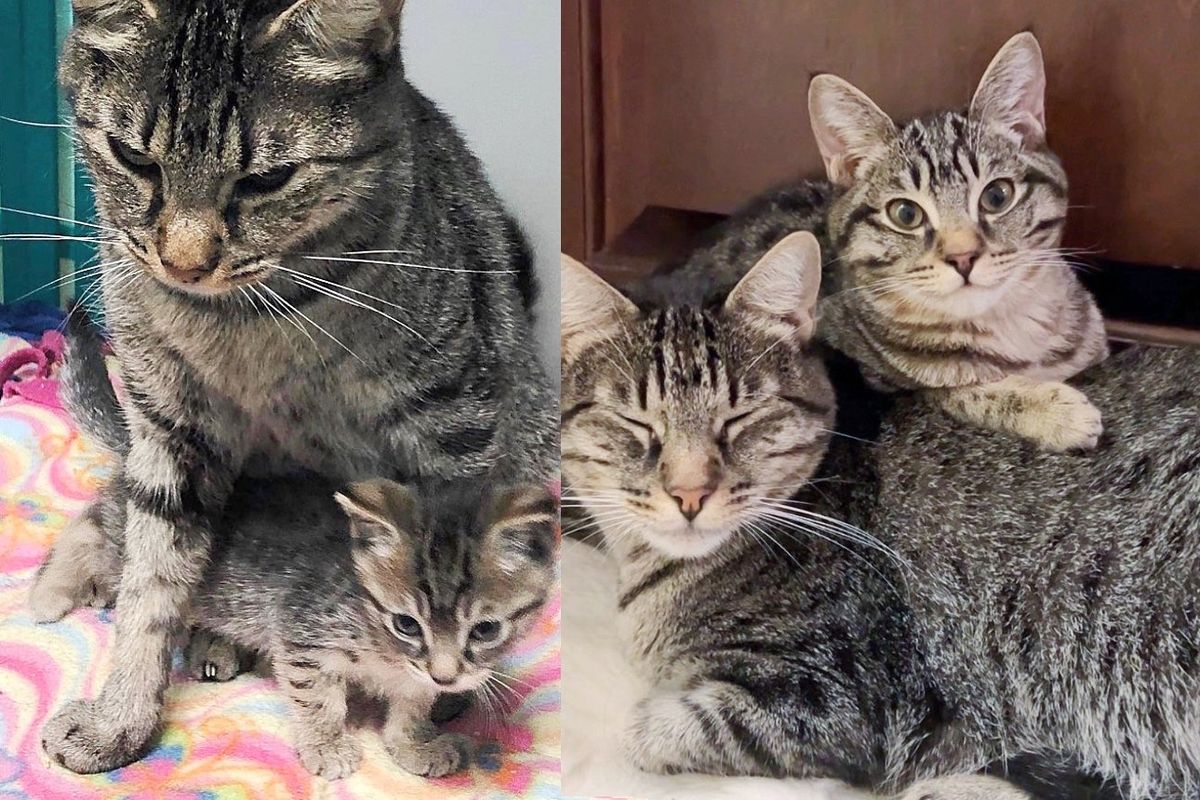 Cat Has Never Left Her Kitten Since Day One, They Depend on One Another in a Beautiful Way